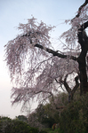 2011_4_地蔵禅院・桜_2.jpg