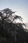 2011_4_地蔵禅院・桜_3.jpg