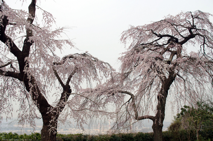 2011_4_地蔵禅院・桜_5.jpg