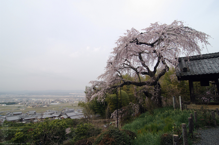 2011_4_地蔵禅院・桜_6.jpg