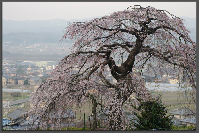 2011_4_地蔵禅院・桜_top.jpg