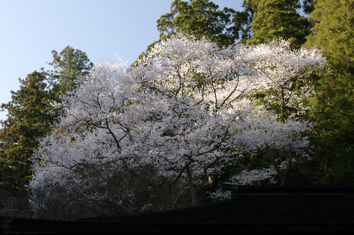 2011_4_室生寺・桜_10.jpg