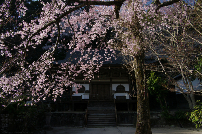 2011_4_室生寺・桜_12.jpg