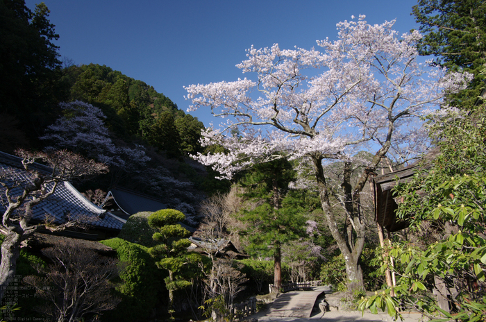 2011_4_室生寺・桜_13.jpg