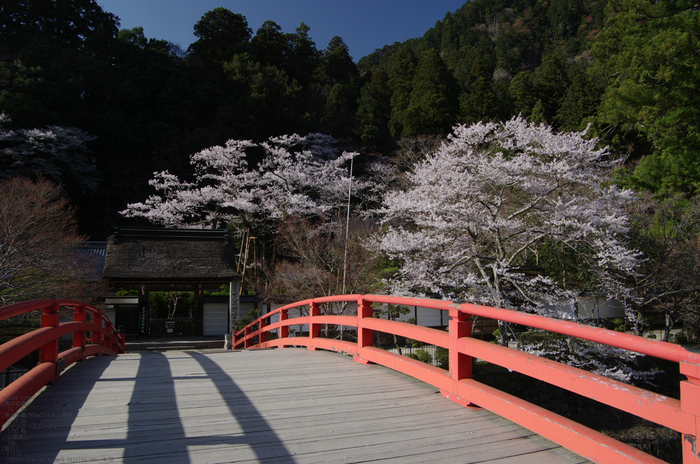 2011_4_室生寺・桜_3.jpg