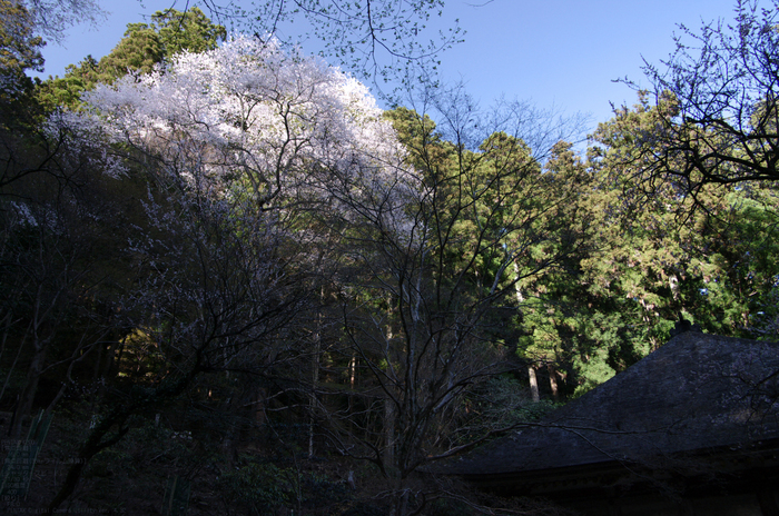 2011_4_室生寺・桜_6.jpg