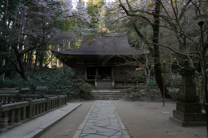 2011_4_室生寺・桜_7.jpg