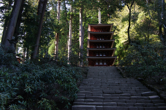 2011_4_室生寺・桜_9.jpg