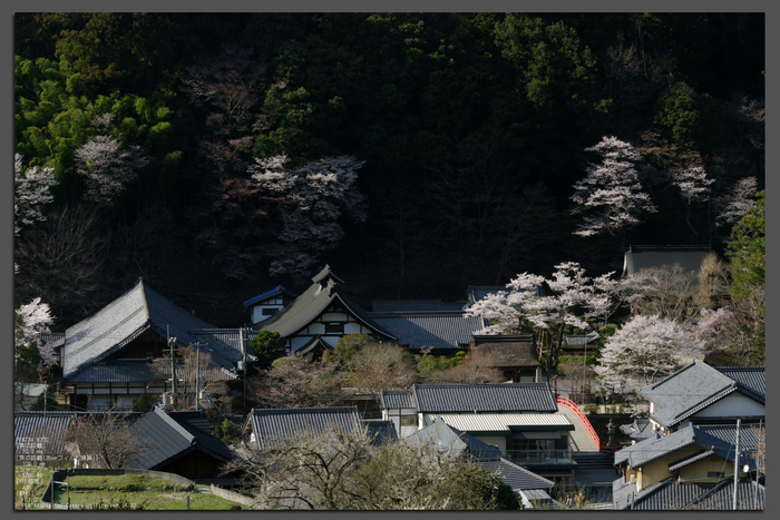 2011_4_室生寺・桜_top.jpg