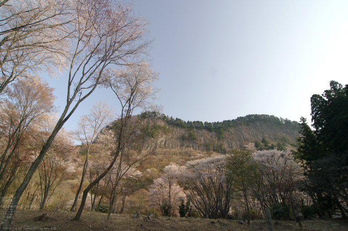 2011_4_屏風岩・桜_10.jpg