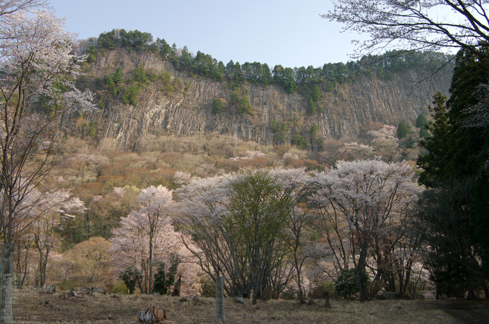 2011_4_屏風岩・桜_11.jpg