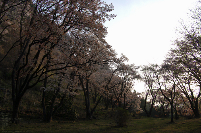 2011_4_屏風岩・桜_2.jpg