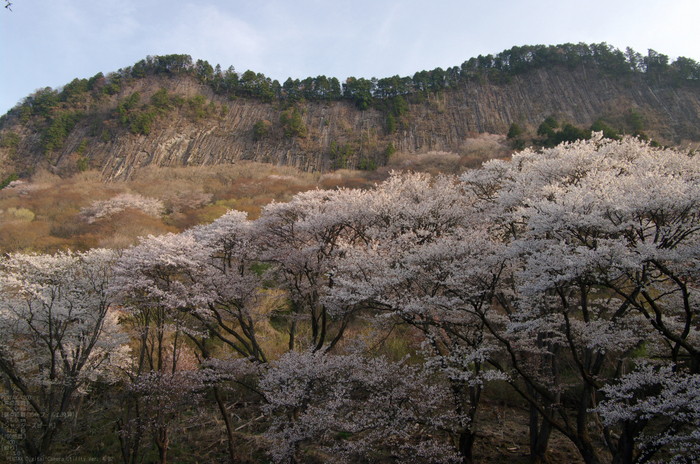 2011_4_屏風岩・桜_3.jpg