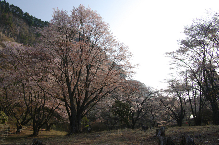 2011_4_屏風岩・桜_32.jpg