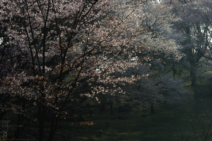 2011_4_屏風岩・桜_35.jpg