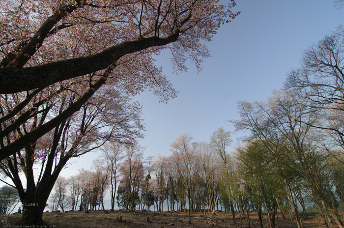 2011_4_屏風岩・桜_36.jpg