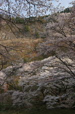 2011_4_屏風岩・桜_4.jpg