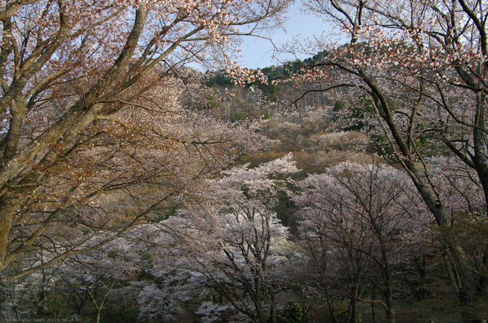 2011_4_屏風岩・桜_5.jpg