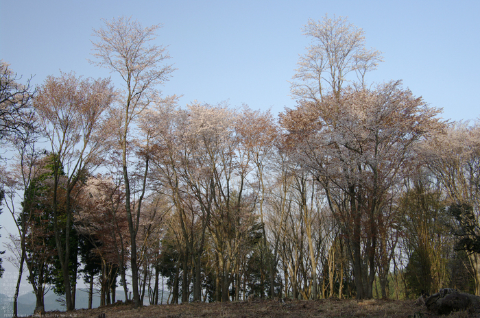 2011_4_屏風岩・桜_8.jpg