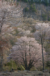 2011_4_屏風岩・桜_ex2.jpg