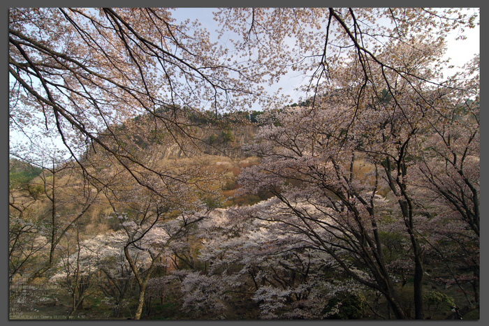 2011_4_屏風岩・桜_top1.jpg