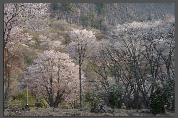 2011_4_屏風岩・桜_top2.jpg