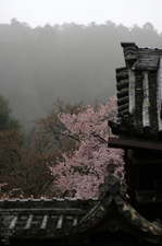 2011_4_本善寺・桜_21.jpg