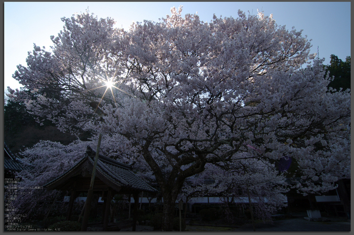 2011_4_本善寺・桜_top.jpg