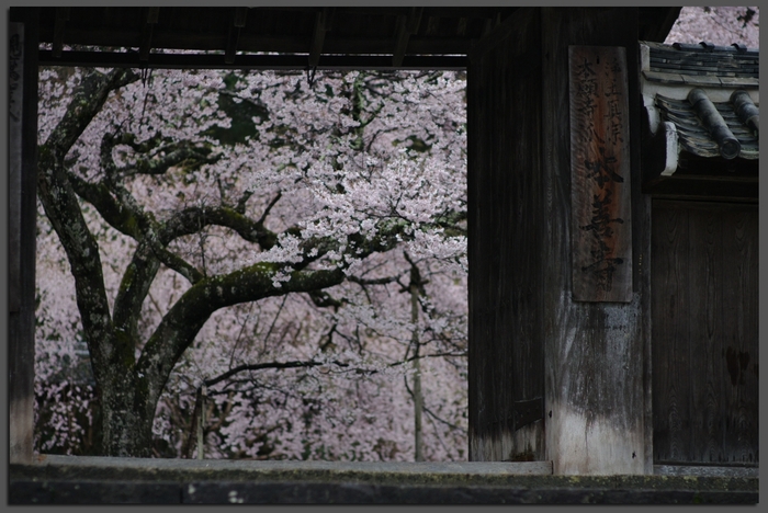 2011_4_本善寺・桜_top5.jpg