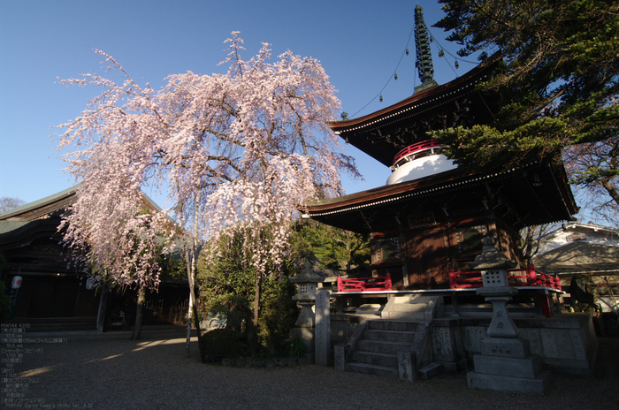 2011_4_東南院_2.jpg