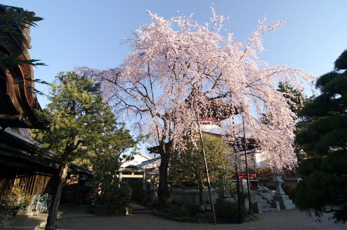 2011_4_東南院_3.jpg