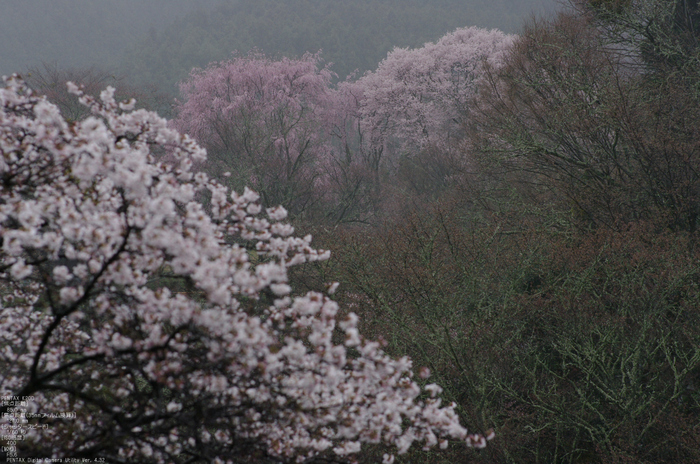 2011_4_東南院_36.jpg