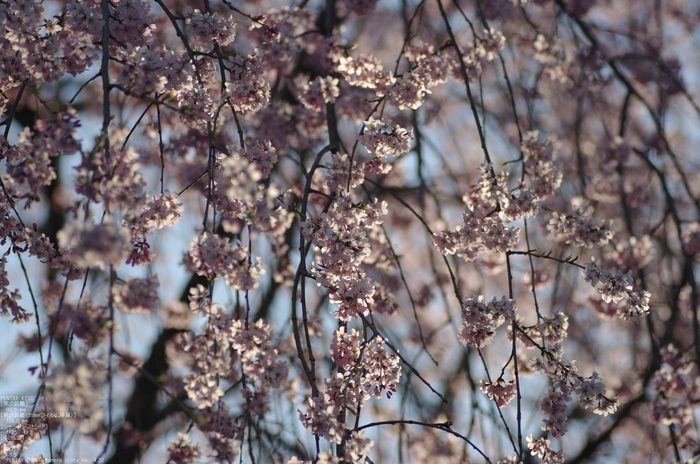 2011_4_桜本坊・桜_10.jpg