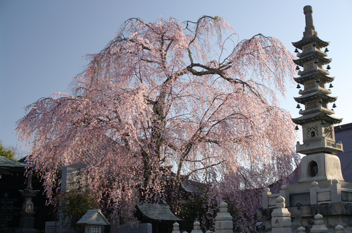 2011_4_桜本坊・桜_11.jpg