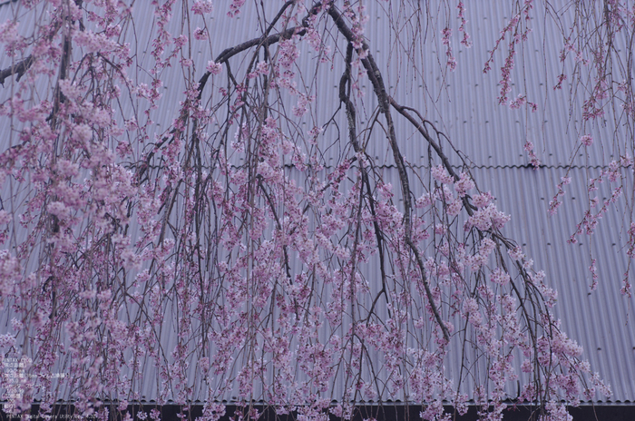 2011_4_桜本坊・桜_5.jpg