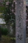 2011_4_桜本坊・桜_9.jpg