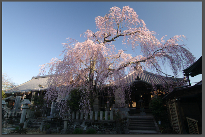 2011_4_桜本坊・桜_top.jpg