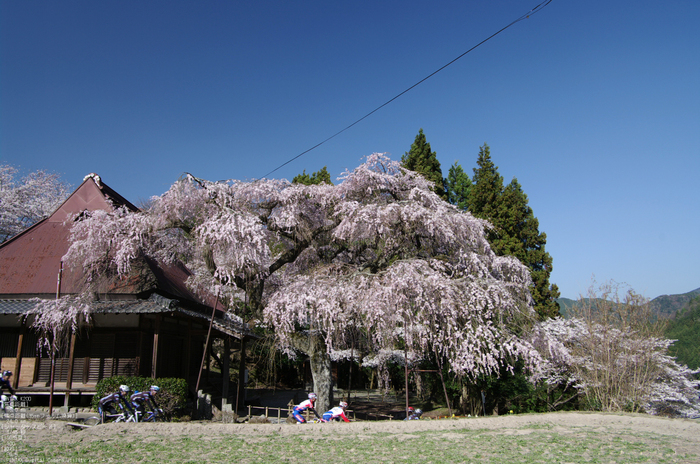 2011_4_西光寺・桜_2.jpg