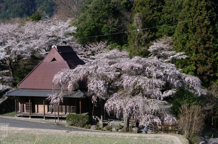 2011_4_西光寺・桜_3.jpg