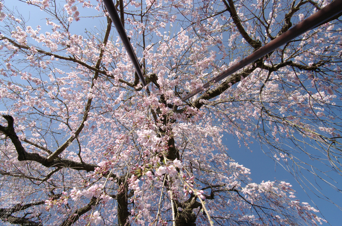 2011_4_西光寺・桜_5.jpg