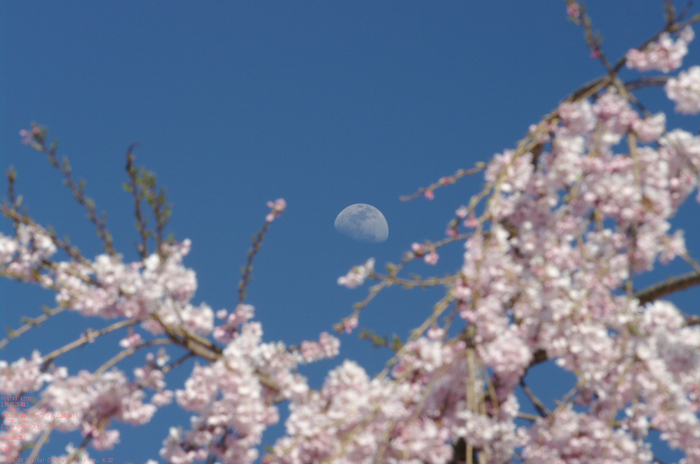 2011_4_西光寺・桜_7.jpg