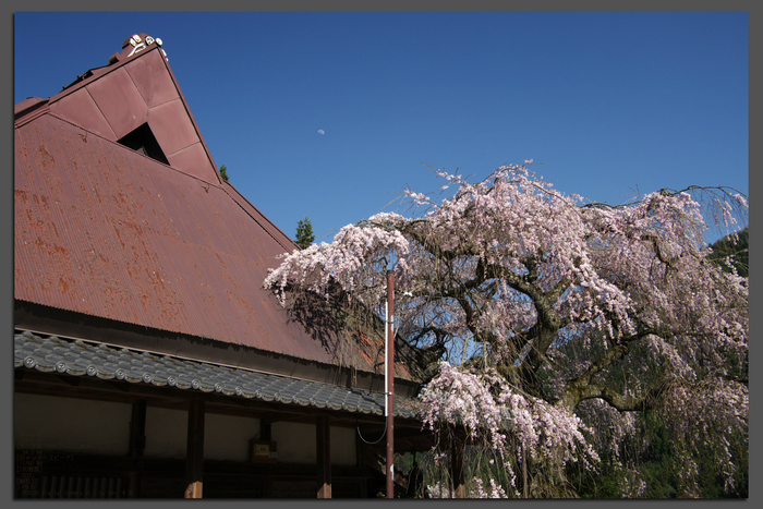 2011_4_西光寺・桜_top.jpg