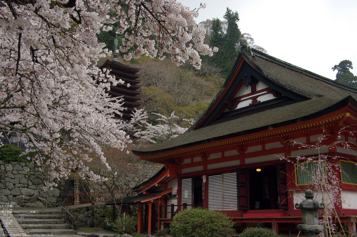 2011_4_談山神社・桜_12.jpg