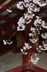 2011_4_談山神社・桜_13.jpg