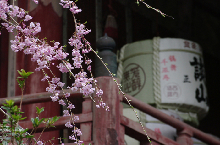 2011_4_談山神社・桜_15.jpg