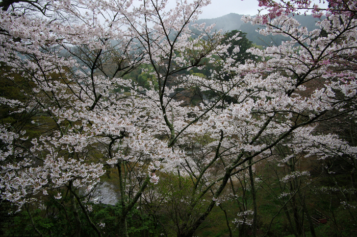 2011_4_談山神社・桜_2.jpg