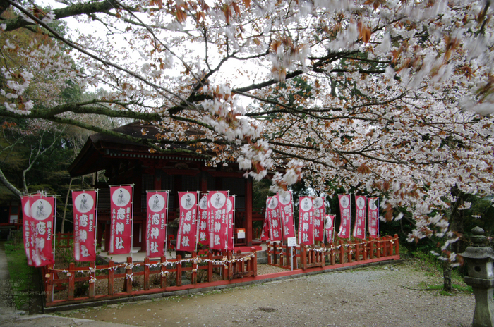 2011_4_談山神社・桜_3.jpg