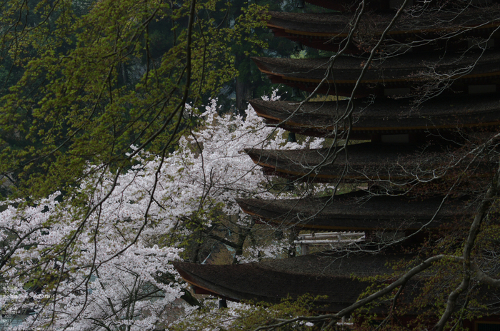 2011_4_談山神社・桜_5.jpg