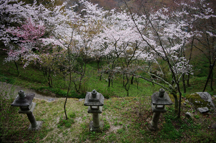 2011_4_談山神社・桜_7.jpg