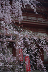 2011_4_醍醐寺・桜_1.jpg